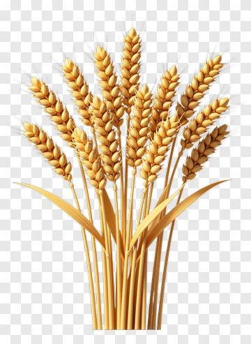 Wheat Bunch PNG