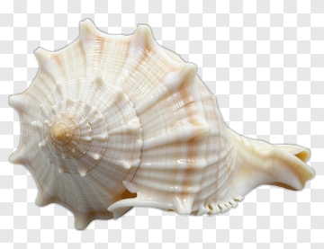 Spiral Sea Shell PNG