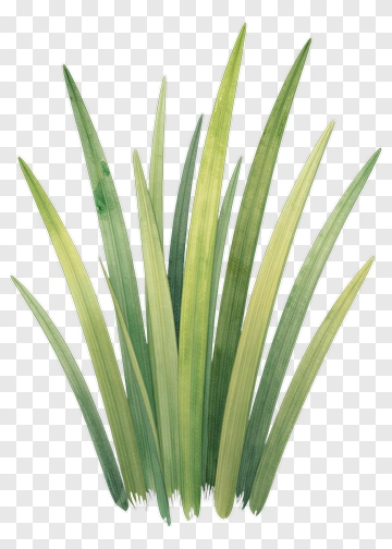 Green Grass PNG