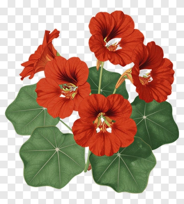 Colorful Nasturtium Flowers PNG