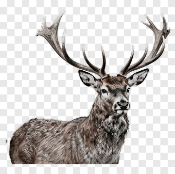 Realistic Deer With Antlers PNG