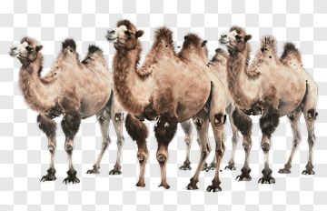 Group Of Camels Standing Together PNG