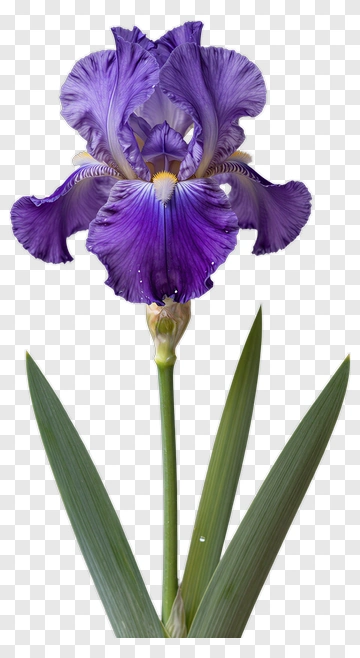 Purple Iris Flower PNG