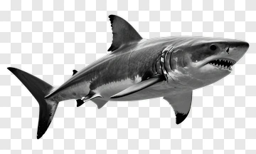 Realistic Great White Shark PNG