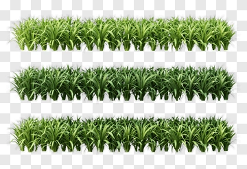 Lush Green Grass Rows PNG