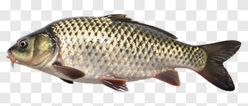 Realistic Carp Fish PNG