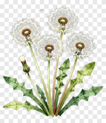 Watercolor Dandelion Flowers PNG