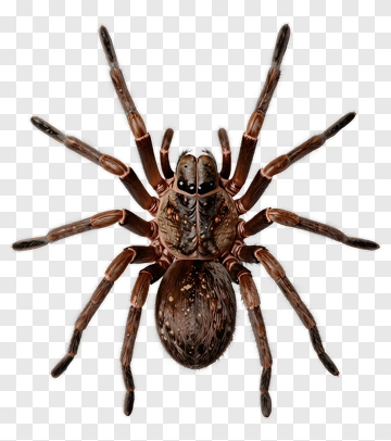 Realistic Spider PNG