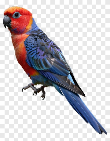 Colorful Parrot PNG