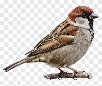 Sparrow Perched On A Branch PNG