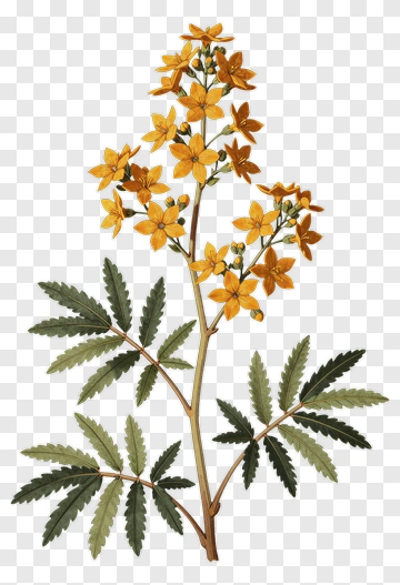 Yellow Flowering Plant With Green Leaves PNG