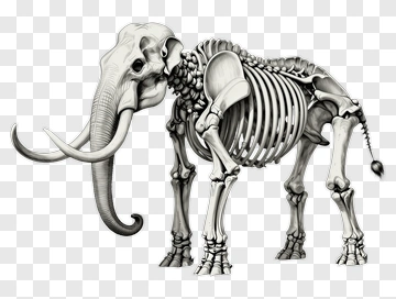 Elephant Skeleton Illustration PNG