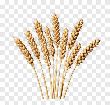 Wheat Stalks Bundle PNG