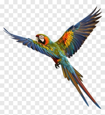 Colorful Macaw Flying PNG