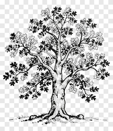 Black And White Tree Illustration PNG