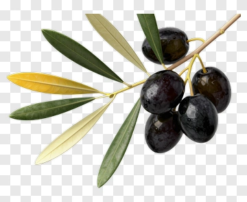 Olive Branch With Black Olives PNG