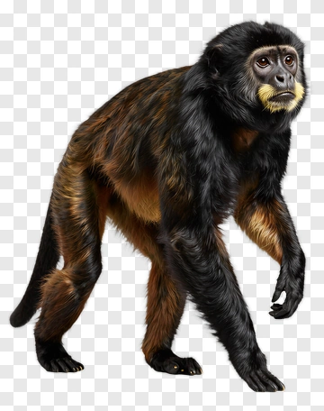 Walking Spider Monkey PNG
