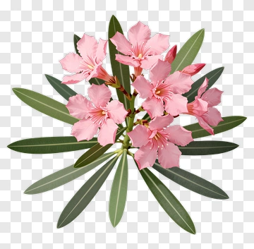 Pink Oleander Flower Arrangement PNG