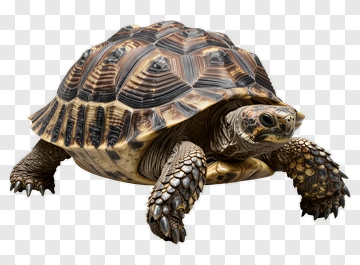 Tortoise On A White Background PNG