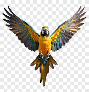 Colorful Macaw In Flight PNG