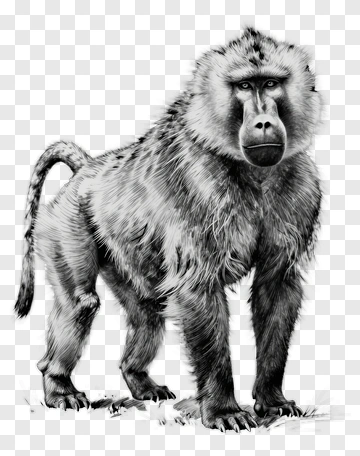 Realistic Baboon Standing PNG