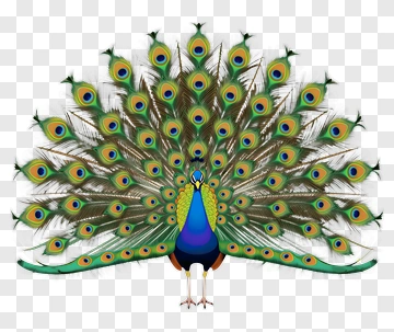 Colorful Peacock Displaying Its Feathers PNG