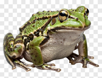 Green Frog PNG