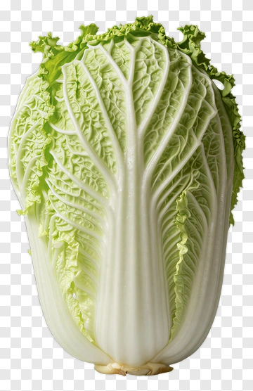 Napa Cabbage PNG