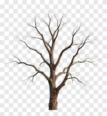 Bare Tree With Branches PNG