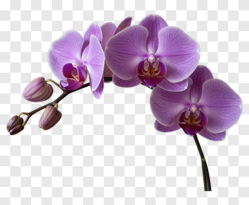 Purple Orchid Flower PNG