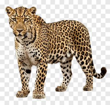 Leopard Standing Proudly PNG