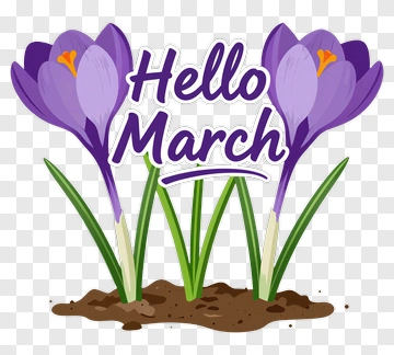 Hello March With Purple Crocuses PNG