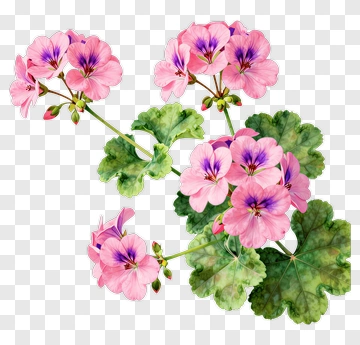 Colorful Geranium Flowers PNG