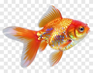 Colorful Goldfish Swimming PNG
