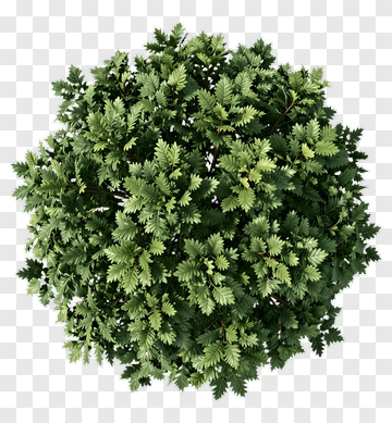 Green Tree PNG