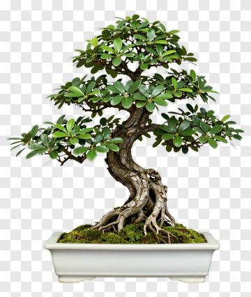 Bonsai Tree In White Pot PNG