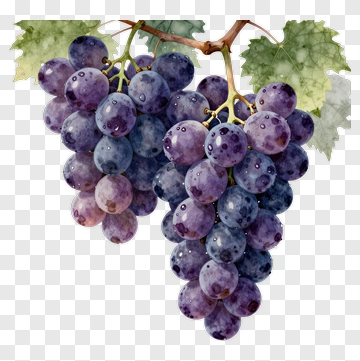 Watercolor Grapes On A Vine PNG