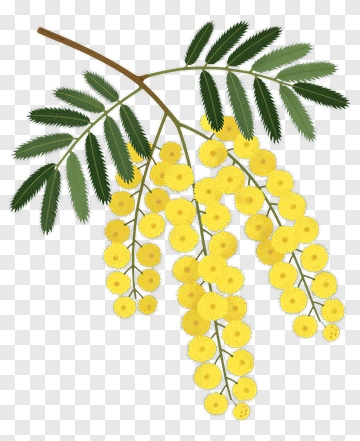 Branch Of Yellow Mimosa Flowers PNG