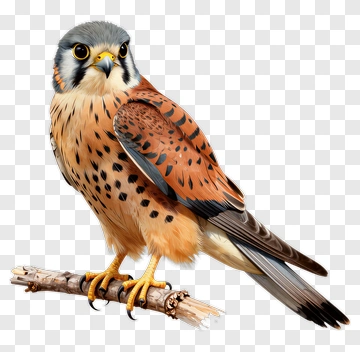 Colorful American Kestrel Perched On A Branch PNG