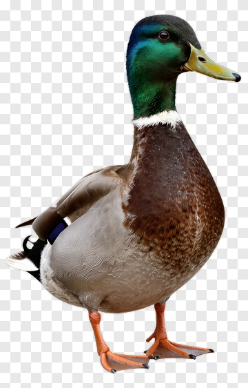 Mallard Duck PNG