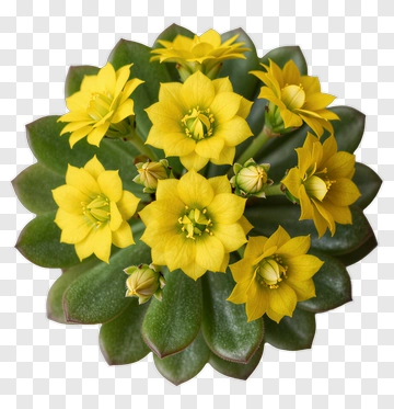 Yellow Flowering Succulent Plant PNG