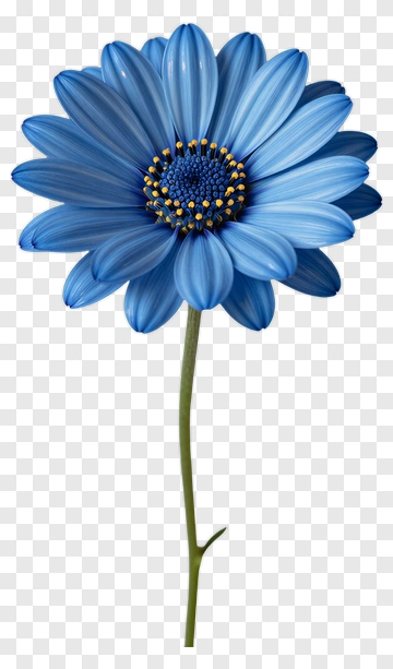 Blue Flower With Petals And Yellow Center PNG