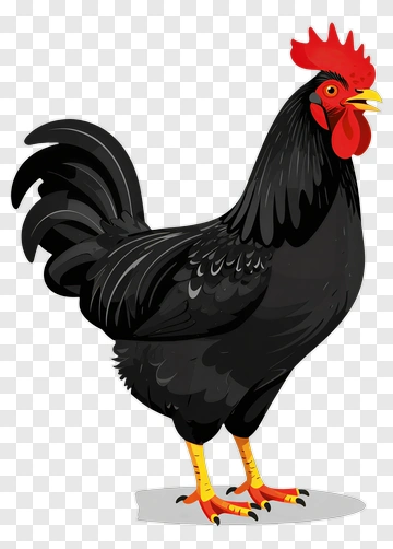 Black Rooster Standing Proudly PNG