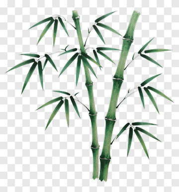 Bamboo Plant With Green Leaves PNG