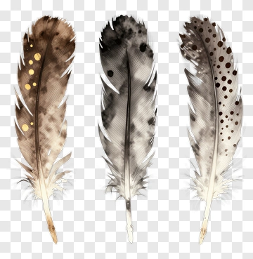 Feathers With Unique Patterns And Colors PNG