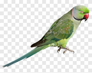Green Parrot PNG