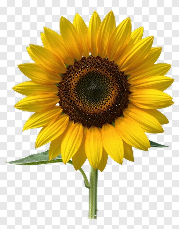 Sunflower In Full Bloom PNG