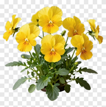Yellow Pansy Flower Arrangement PNG