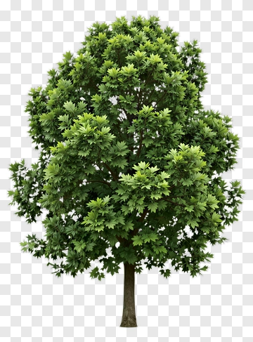 Green Tree PNG