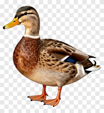 Realistic Duck Standing PNG